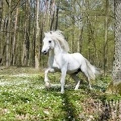 chevaux71290love