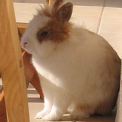 barbouille