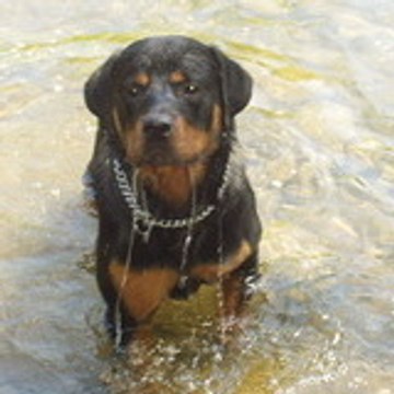patrik