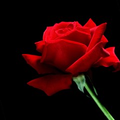 Stiletto Rose