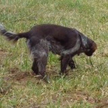 rubisopale les epagneuls de saint usuge chiens de