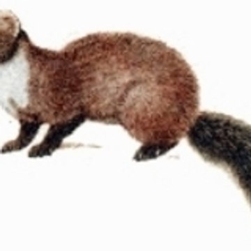 Adam