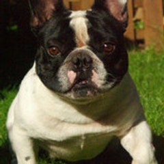 raymondthedog