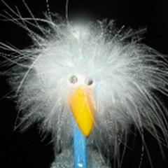 Crazy Bird
