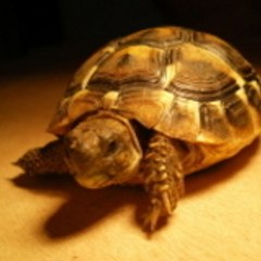 raynoird