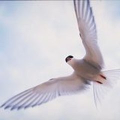 rdnm