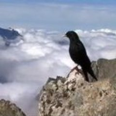 gasoduck2