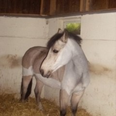 estelle78400