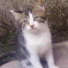 Simba-cat