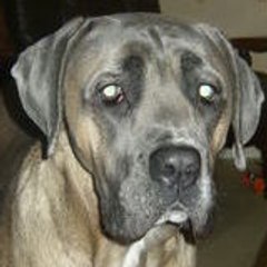 cane-corso03