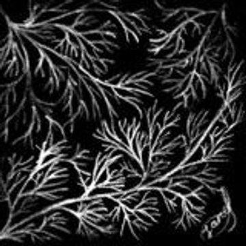 Hands Of Darkness
