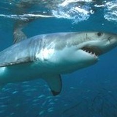 whiteshark666