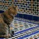 nahnahlechat