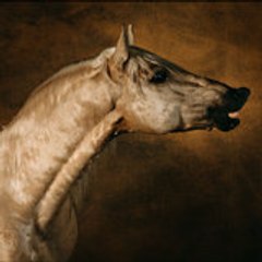 jojocheval83