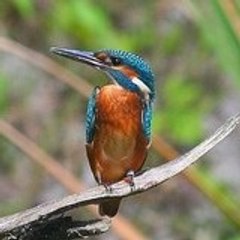 NATUREPHOTO