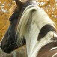 Camille-justine Lachance