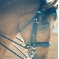DressageInMotion