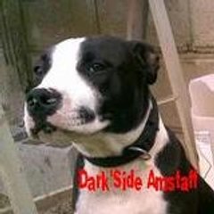 darksideamstaff.skyrock.com