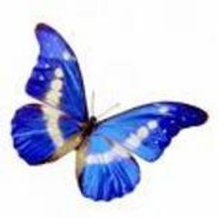 papillon-des-etoiles