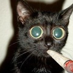 CHAT-FUME-SEC