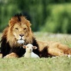 LION-DADOU