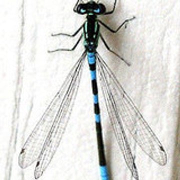 chyene