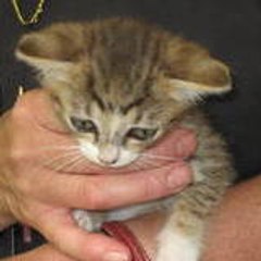 CATSHOUSEROMORANTIN