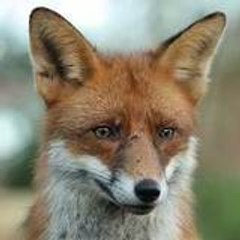-renard