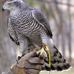 ubulbul
