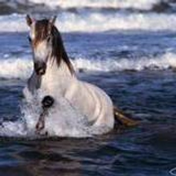 miss-cheval