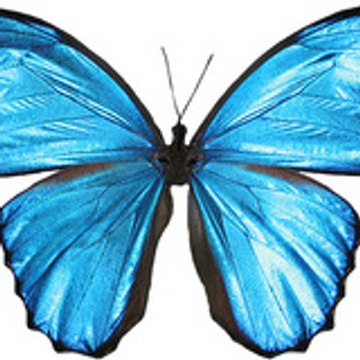 Manelle