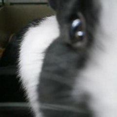 Pinguy0ever