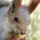 red squirrel