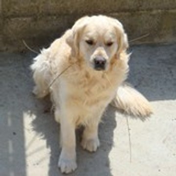 Etangsdebelair frednaelle