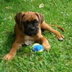 roxane065