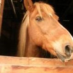 cavaliere95