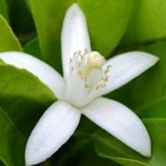 thiagojesus2