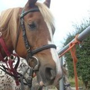 Estelle Slootmaekers