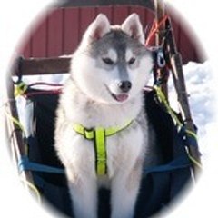 Oumiak's Siberian Husky