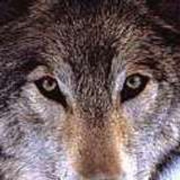 magicwolf9