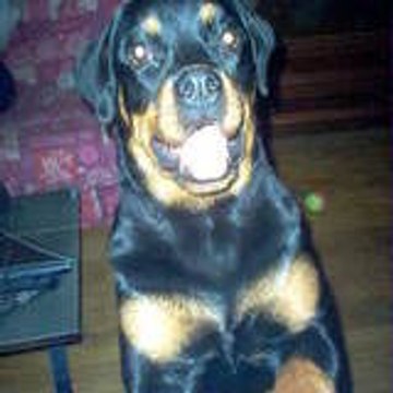 simon