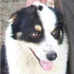 ady