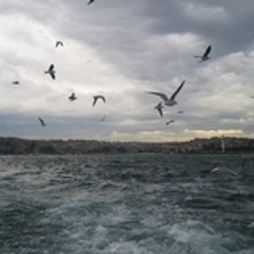 İzinsiz Gosteri