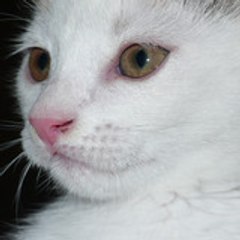 Mimi