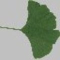 Gingko
