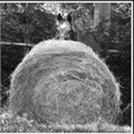 Emily Emily Laut-Guimier