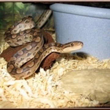 Guépard