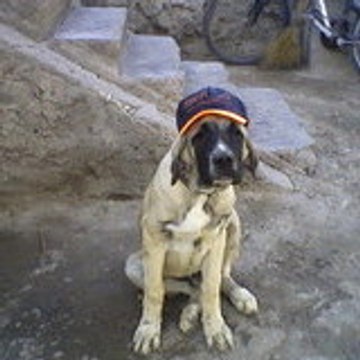 aksara68y www.yesilova68.com