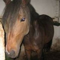 chevaux-passion