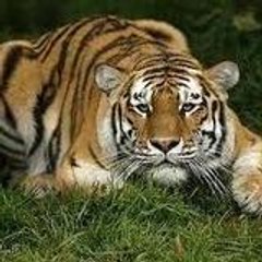 non profit Association